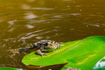 Frogs on the leaves of European white water lily - obrazy, fototapety, plakaty