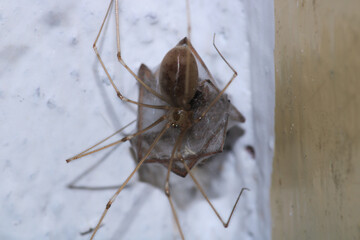 holocnemus pluchei spider macro photo