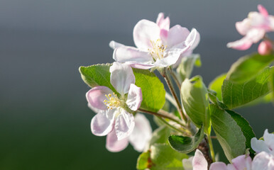 Fototapeta na wymiar Flowers on the branches of an apple tree in spring.