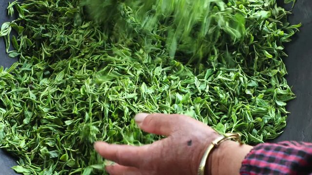 Closeup of hands turning green tea in a wok, the process of making traditional Chinese handmade tea