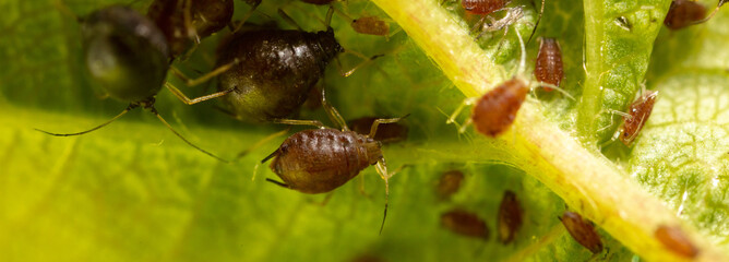 Close-up of aphids on a green leaf.