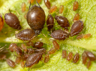 Close-up of aphids on a green leaf.