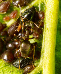 Close-up of aphids on a green leaf.