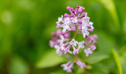 Obraz premium Beautiful lilac flowers in nature.