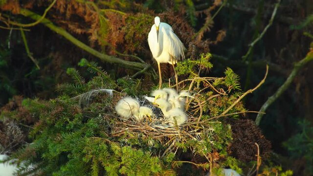 An adult egret on branch watching three young birds eating in the nest, closeup