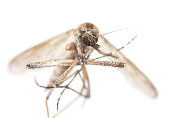 Mosquito isolated on a white background.