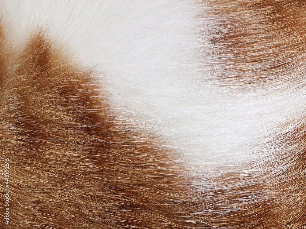 Wall mural cat fur texture background. ginger and white cat hair texture.