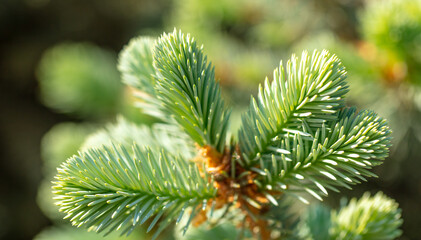 Green needles on coniferous branches in the park.