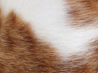 Cat fur texture background.  Ginger and white cat hair texture. 