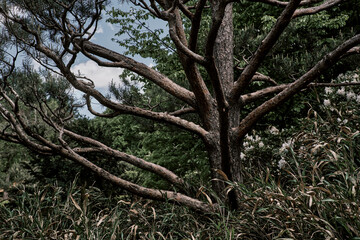 Kiefer, japanischer Garten im Westpark in München