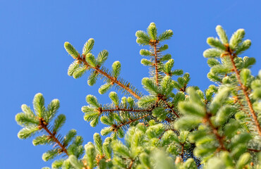 Green needles on coniferous branches