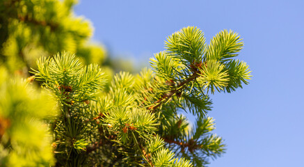 Green needles on coniferous branches