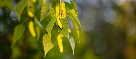 Green leaves on a birch in the park.