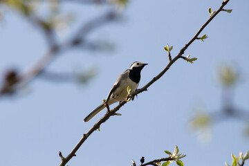 Fototapeta premium white wagtail