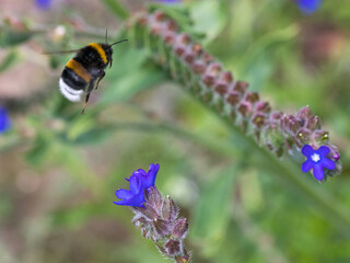 Hummel fliegt an eine Blüte der gemeinen Ochsenzunge, Makro
