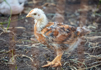Portrait of a chicken on farm.