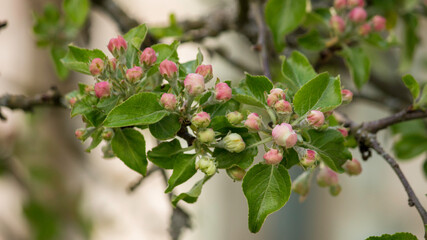 blooming apple tree