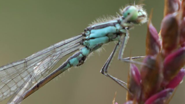 Dragonfly cleaning it's eyes with his legs while sitting on a red flower.