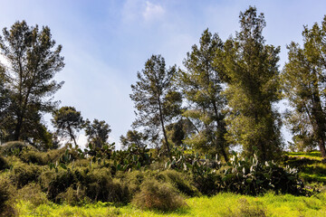 Picturesque pine grove