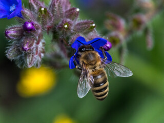 Biene saugt an eine Blüte der gemeinen Ochsenzunge, Makro