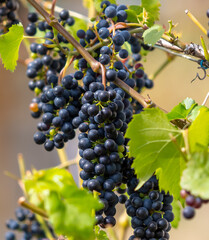 Black berries of grapes on a plant