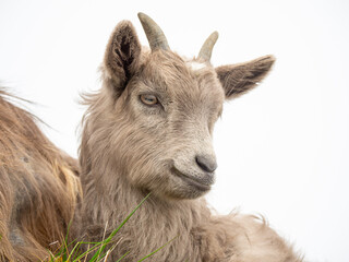 Fototapeta premium A wild goat kid grazing in the meadows of the Italian Alps. Natural mountain environment
