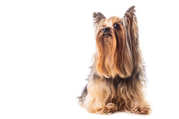 Yorkshire terrier, dog isolated on white