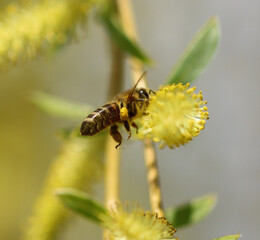 A bee in flight on a yellow willow flower.