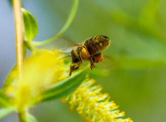 A bee in flight on a yellow willow flower.