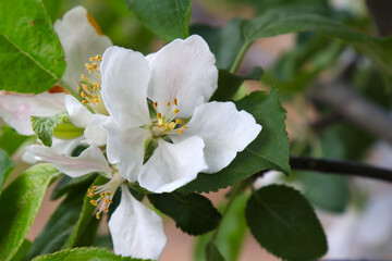Blooming apple tree in the garden.