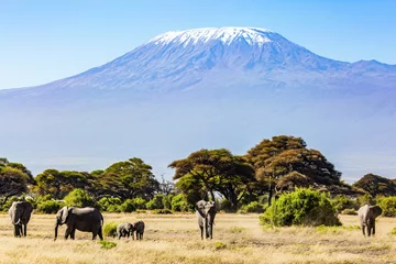 Papier Peint photo autocollant Kilimandjaro Elephants grazes at Mount Kilimanjaro