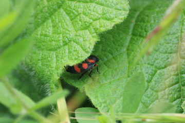cercopis vulnerata red insect photo