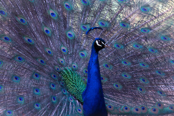 Fototapeta premium Portrait of beautiful peacock with feathers out ( large and brightly bird ).