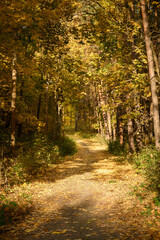 Fototapeta na wymiar Forest trail with in colorful autumn woods with rays of warm sunlight. Hiking path in fall forest