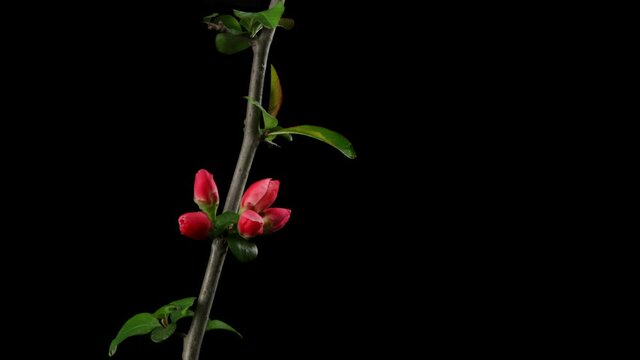 Closeup of red begonia flowers in full bloom, time-lapse of blooming flower, flowers of Malus spectabilis, also known as Asiatic apple, Chinese crab, and Chinese flowering apple