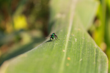  Fly on leaf