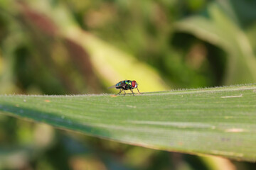 Fly on leaf