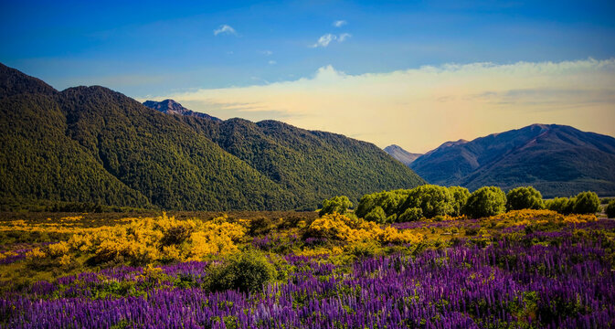  landscape Lupines field at sunset. summer in new zealand