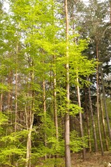 Communal forest of Saint-Pierre-Lès-Elbeuf