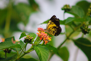 butterfly on a flower