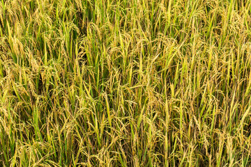 Rice field background in the daylight