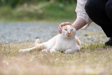 Fototapeta premium 猫を撫でる 茶白猫