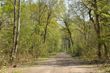 Obraz premium Communal forest of Saint-Pierre-Lès-Elbeuf