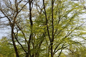 Communal forest of Saint-Pierre-Lès-Elbeuf