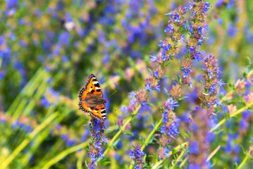 Butterfly on a field of blooming hyssop close-up - natural background, template, card