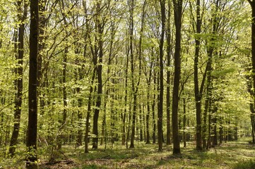 Fototapeta na wymiar Communal forest of Saint-Pierre-Lès-Elbeuf
