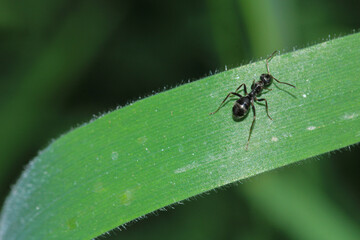 formica fusca ant insect macro photo