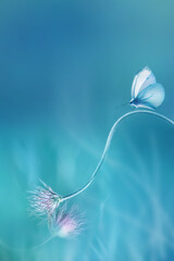Delicate  fragile butterfly and pink butterfly on a blue background. Summer minimalist image. Copy...