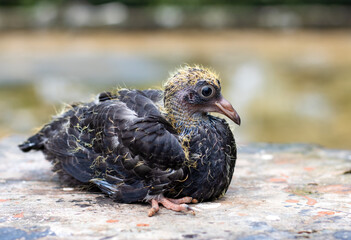 Little baby pigeon close up with soft bokeh background