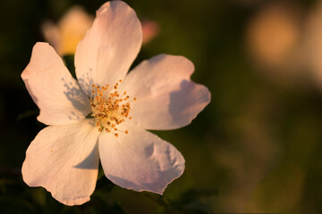 fleur de rosier sauvage